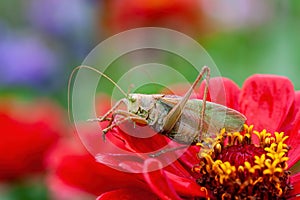 Grass Hopper. A differential grasshopper hanging out in a summer meadow