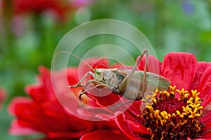 Grass Hopper. A differential grasshopper hanging out in a summer meadow