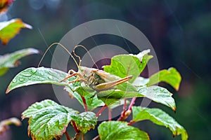 Grass Hopper. A differential grasshopper hanging out in a summer meadow