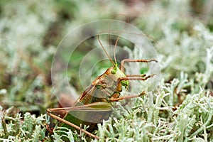 Grass Hopper. A differential grasshopper hanging out in a summer meadow