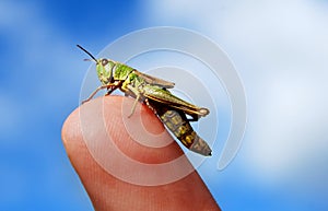 Grass hopper on finger