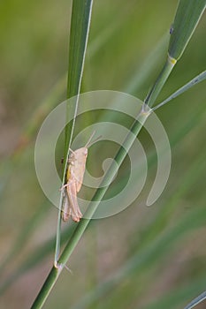 Grass hopper on green grass