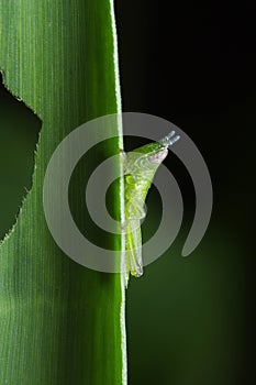 Grass hopper on green leaf