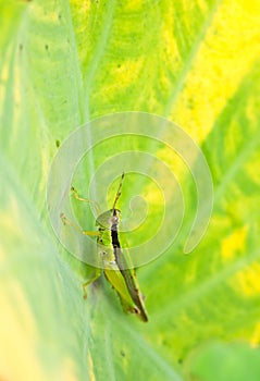 grass hopper on green leaf