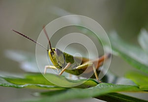 Grass hopper