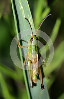 Grass hopper