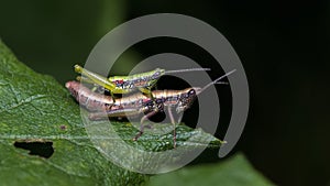 Grass hopper mating on edge of the leaf nature background macro closeup