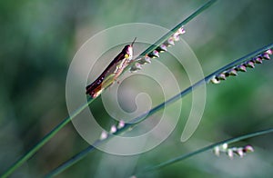 A grass hopper rest on the grass leaf