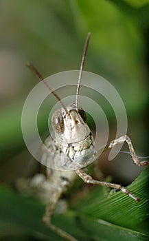 Grass hopper photo