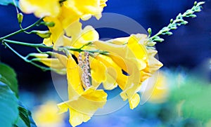 Grass hopper on yellow flower