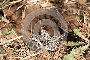 Grass hoppers mating