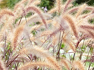 Grass horsetails