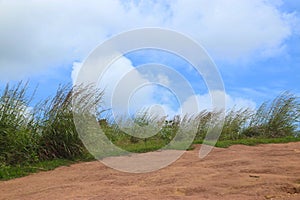 Grass on Idukki mountain filed