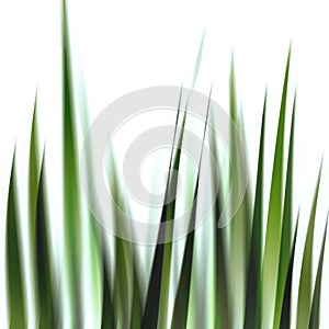 Grass illustration - 2