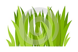 Grass Illustration