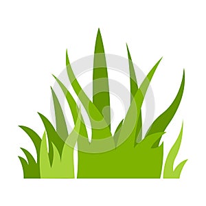 Grass Illustration