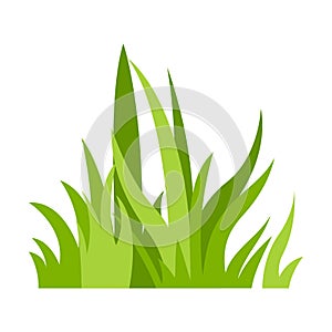 Grass Illustration