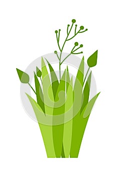 Grass Illustration