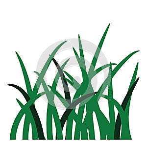 Grass illustration