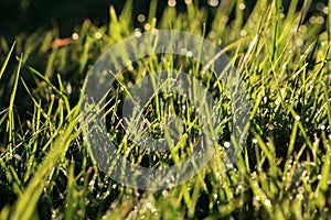 Grass inflorescences with dew drops