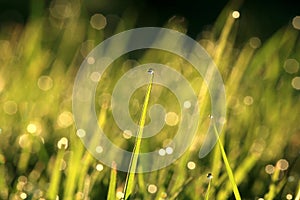 Grass inflorescences with dew drops