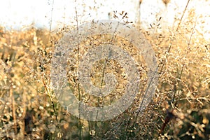 Grass inflorescences with dew drops