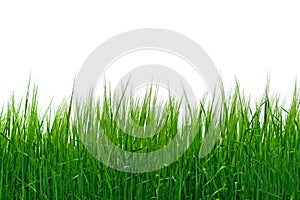 Grass isolated