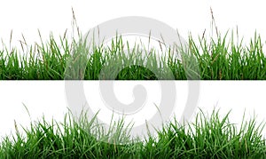 Grass isolated