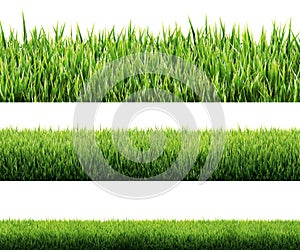 Grass isolated