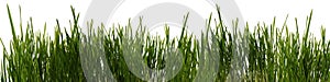 Grass is isolated panoramic