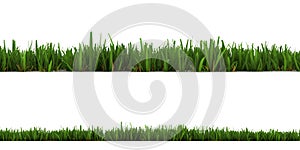 Grass isolated on the white