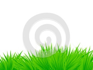 Grass isolated on white