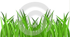 Grass isolated on white. EPS 10 vector