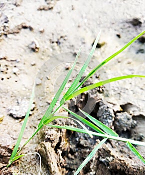 This is netural grass. It`s color green. photo
