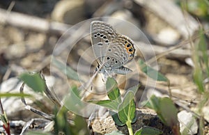 Grass Jewel Butterfly
