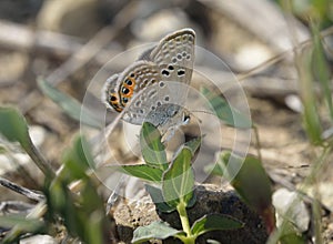 Grass Jewel Butterfly