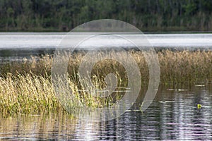 Grass in a lake