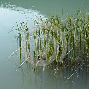 Grass in lake