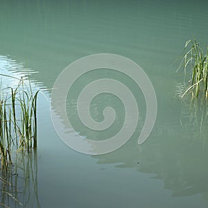 Grass in lake