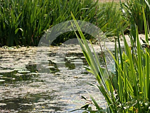 Grass on a lake