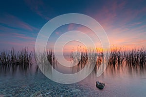 Grass in lake gardasee