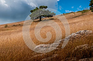 Grass land & single tree Mt Ventoux ,Provence France