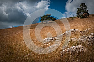 Grass land & trees Mt Ventoux ,Provence France