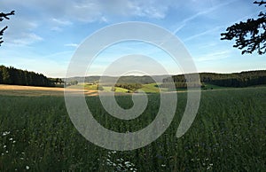 Grass landscape with a forest in the background