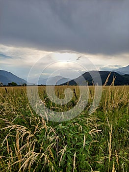 Grass landscape in nature senery photo