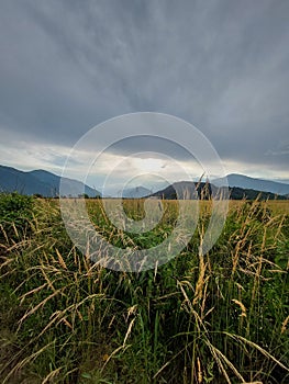 Grass landscape in southamerica wildlife photo