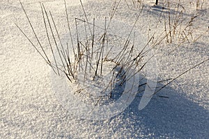 grass in large drifts after snowfalls and blizzards, the winter