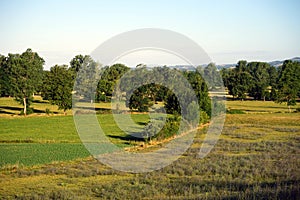 Grass and lavanda