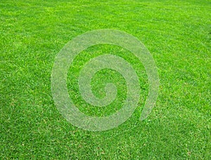 Grass.Lawn.Beatiful green texture.