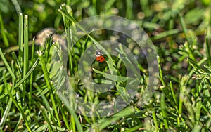 On the grass on the lawn crawling ladybug